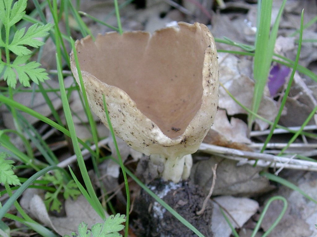 1312 Aprile vecchio ritrovamento